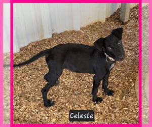 Mutt Dogs for adoption in Granbury, TX, USA