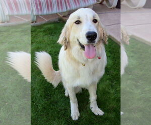 Golden Pyrenees Dogs for adoption in Glendale , AZ, USA