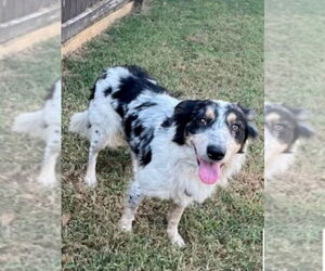 Australian Shepherd-Unknown Mix Dogs for adoption in Winter Park, CO, USA