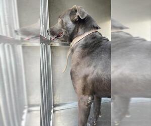 Mutt Dogs for adoption in Waco, TX, USA
