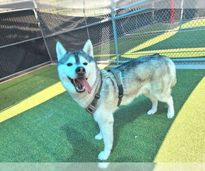 Siberian Husky-Unknown Mix Dogs for adoption in Grand Prairie, TX, USA
