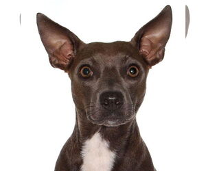 Chiweenie Dogs for adoption in Oakland Park, FL, USA