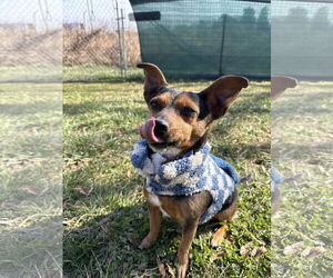 Chiweenie Dogs for adoption in Mooresville, NC, USA