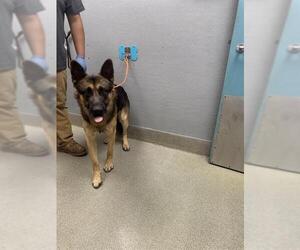 German Shepherd Dog-Unknown Mix Dogs for adoption in Las Vegas, NV, USA