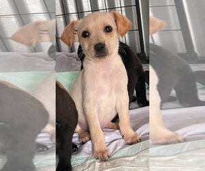 Rat Terrier-Retriever  Mix Dogs for adoption in Ormond Beach, FL, USA