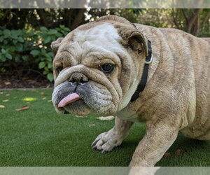 Bulldog Dogs for adoption in Denver, CO, USA