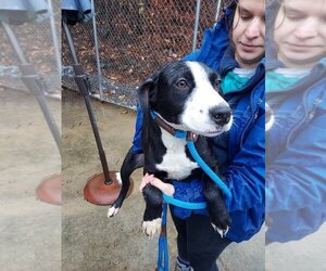 Mutt Dogs for adoption in Elmsford, NY, USA