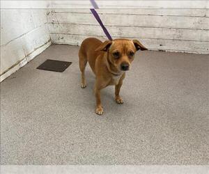 Chihuahua Dogs for adoption in San Bernardino, CA, USA