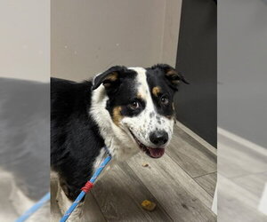 Border Collie-Unknown Mix Dogs for adoption in Redlands, CA, USA