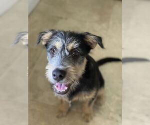 Mutt Dogs for adoption in Royal Palm Beach, FL, USA