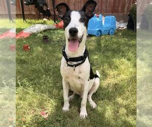 Pointer-Unknown Mix Dogs for adoption in San Antonio, TX, USA