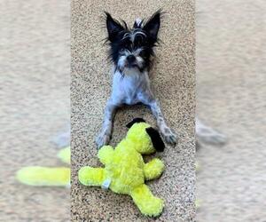 Affenpinscher Dogs for adoption in Springfield, MA, USA