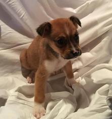 Medium Photo #1 Labrador Retriever-Unknown Mix Puppy For Sale in Gilbertsville, PA, USA