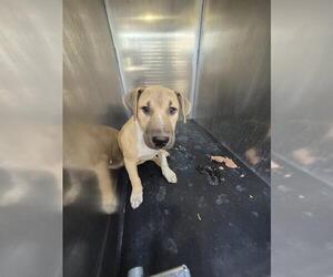 American Staffordshire Terrier-Unknown Mix Dogs for adoption in San Antonio, TX, USA