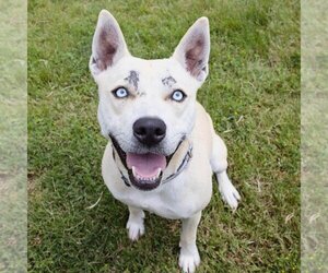 American Staffordshire Terrier-Huskies  Mix Dogs for adoption in Los Angeles, CA, USA