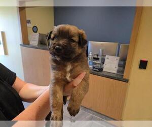 Border Collie-Unknown Mix Dogs for adoption in Orange, CA, USA