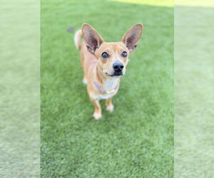Chihuahua Dogs for adoption in FRAMINGHAM, MA, USA