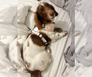 Dachshund Dogs for adoption in Fruitland, SC, USA