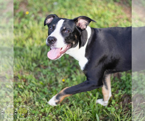Border Collie-Unknown Mix Dogs for adoption in Brownsboro, AL, USA