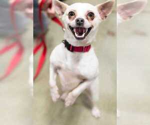 Chug Dogs for adoption in Durham, NC, USA