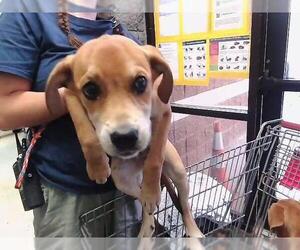Labrador Retriever-Unknown Mix Dogs for adoption in Tulsa, OK, USA