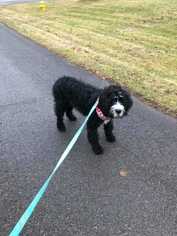 Saint Berdoodle Dogs for adoption in CORNING, NY, USA