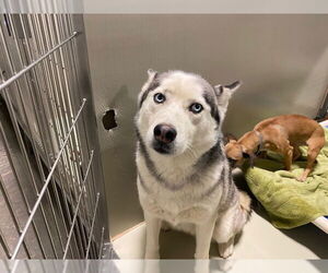 - Mix Dogs for adoption in Bakersfield, CA, USA