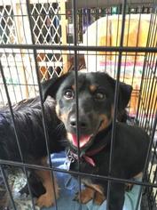 Meagle Dogs for adoption in Cincinnati, OH, USA