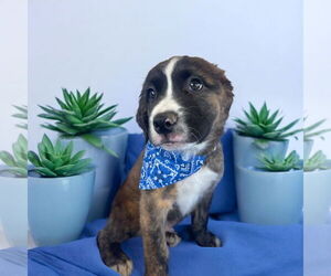 Mutt Dogs for adoption in Menifee, CA, USA