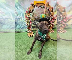 Labrador Retriever-Unknown Mix Dogs for adoption in Globe, AZ, USA