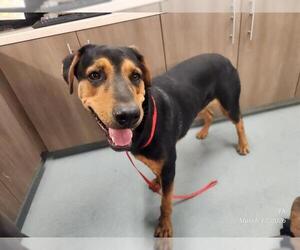 Black and Tan Coonhound Dogs for adoption in Baytown, TX, USA