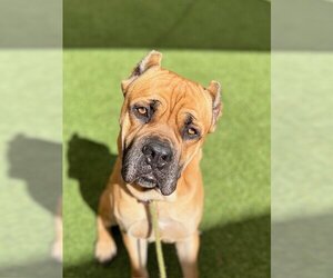 Mastiff-Unknown Mix Dogs for adoption in Las Vegas, NV, USA