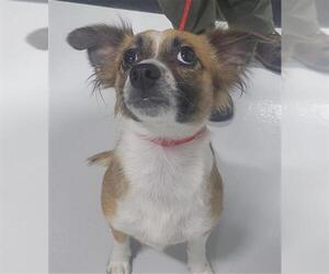 Chihuahua-Unknown Mix Dogs for adoption in Temple, TX, USA