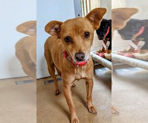 Basenji-Chihuahua Mix Dogs for adoption in El Cajon, CA, USA