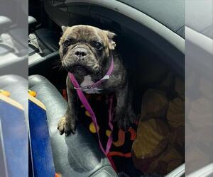 French Bulldog Dogs for adoption in Fort Lauderdale, FL, USA