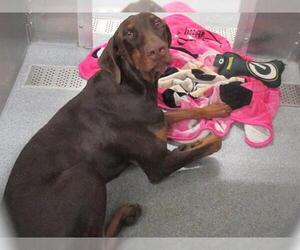 Doberman Pinscher Dogs for adoption in Orange, CA, USA