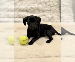 Cocker Spaniel-Unknown Mix Dogs for adoption in SHERBURNE, NY, USA