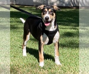 Border Collie-Rhodesian Ridgeback Mix Dogs for adoption in Alvin, TX, USA