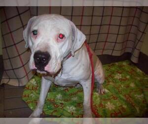 Dogo Argentino Dogs for adoption in Forestville, MD, USA