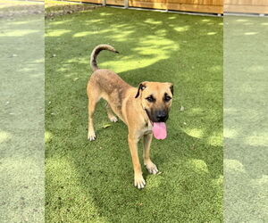 Anatolian Shepherd-Unknown Mix Dogs for adoption in Hilton Head, SC, USA