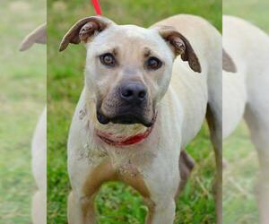 American Pit Bull Terrier-Unknown Mix Dogs for adoption in Tuscumbia, AL, USA