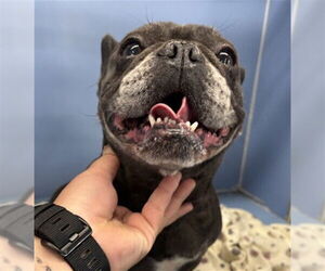 French Bulldog Dogs for adoption in San Bernardino, CA, USA
