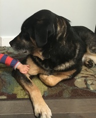 Shepweiller Dogs for adoption in Battle Ground, WA, USA