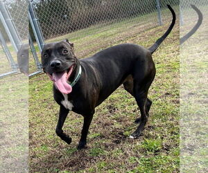American Pit Bull Terrier Dogs for adoption in Virginia Beach, VA, USA