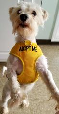 Maltipoo Dogs for adoption in Alpharetta, GA, USA