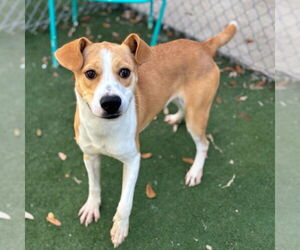 Labrador Retriever-Unknown Mix Dogs for adoption in Texas City, TX, USA