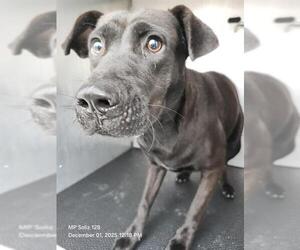 Labrador Retriever-Unknown Mix Dogs for adoption in San Antonio, TX, USA