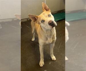 German Shepherd Dog-Siberian Husky Mix Dogs for adoption in Camarillo, CA, USA