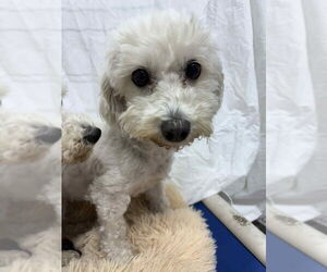 Bichon Frise Dogs for adoption in Mukwonago, WI, USA