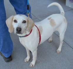Labrador Retriever-Unknown Mix Dogs for adoption in Ashland, VA, USA